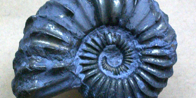Jura-Ammonit